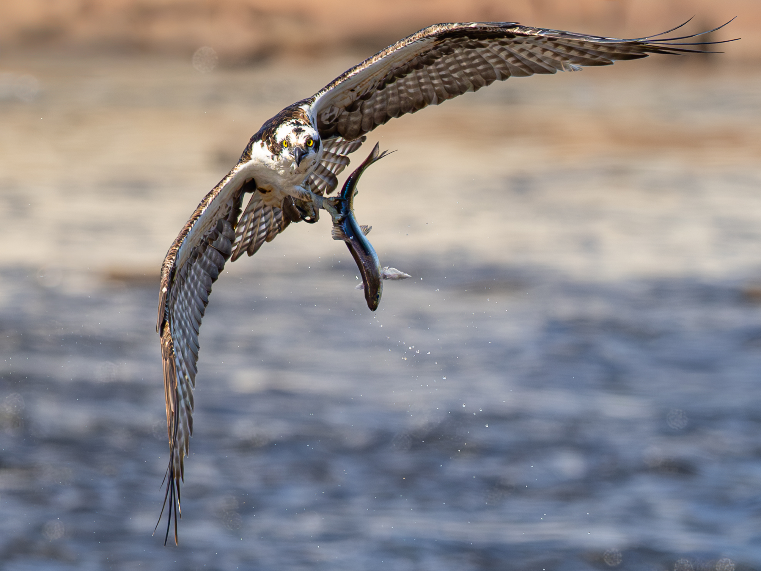 Open Wildlife Level 2 1st Place Afternoon Delight.jpg